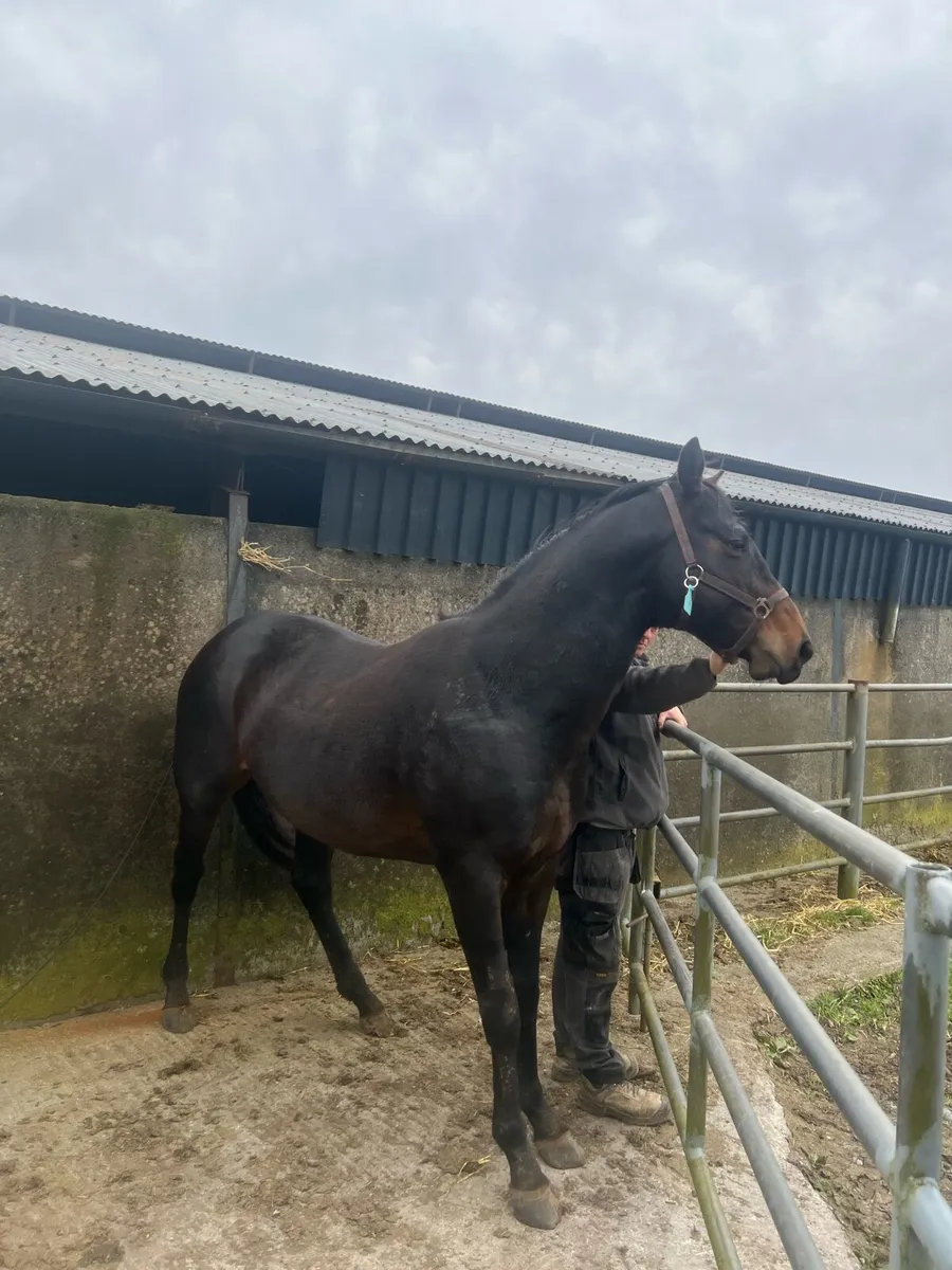 TB  COLT / STALLION Bay  4 Yr Old - Image 3