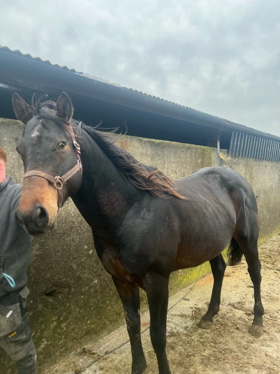 TB  COLT / STALLION Bay  4 Yr Old - Image 1