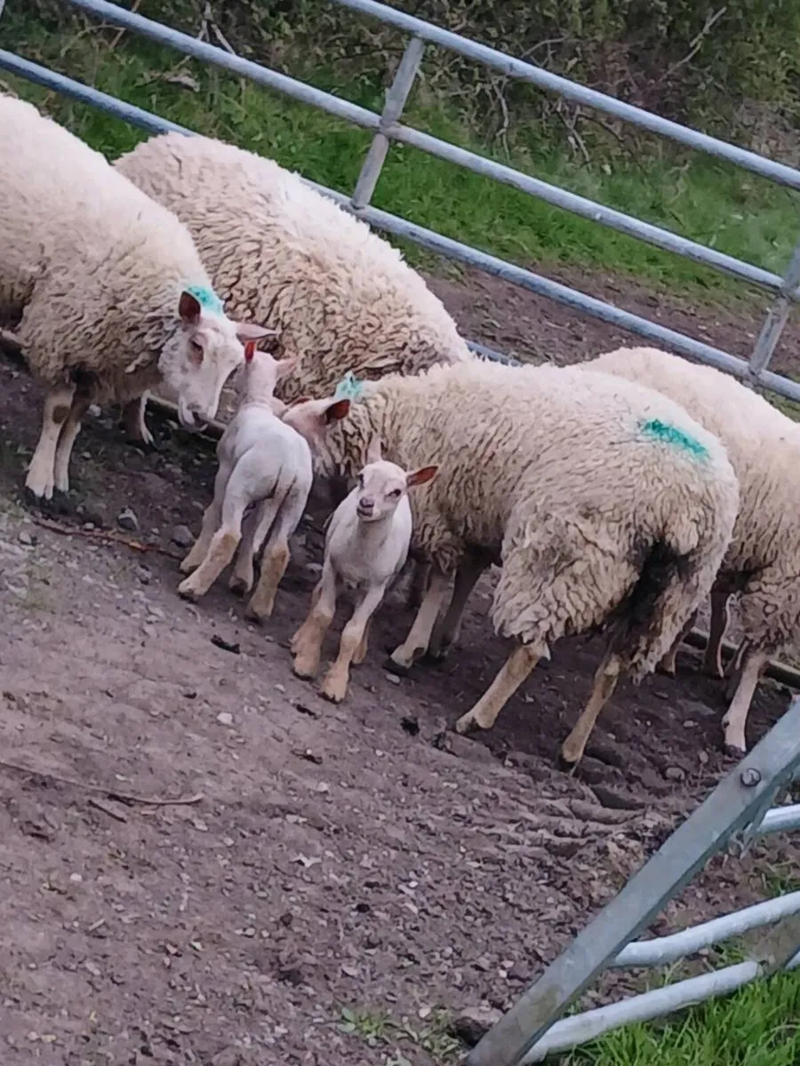 4 ch hoggets 5 lambs - Image 3