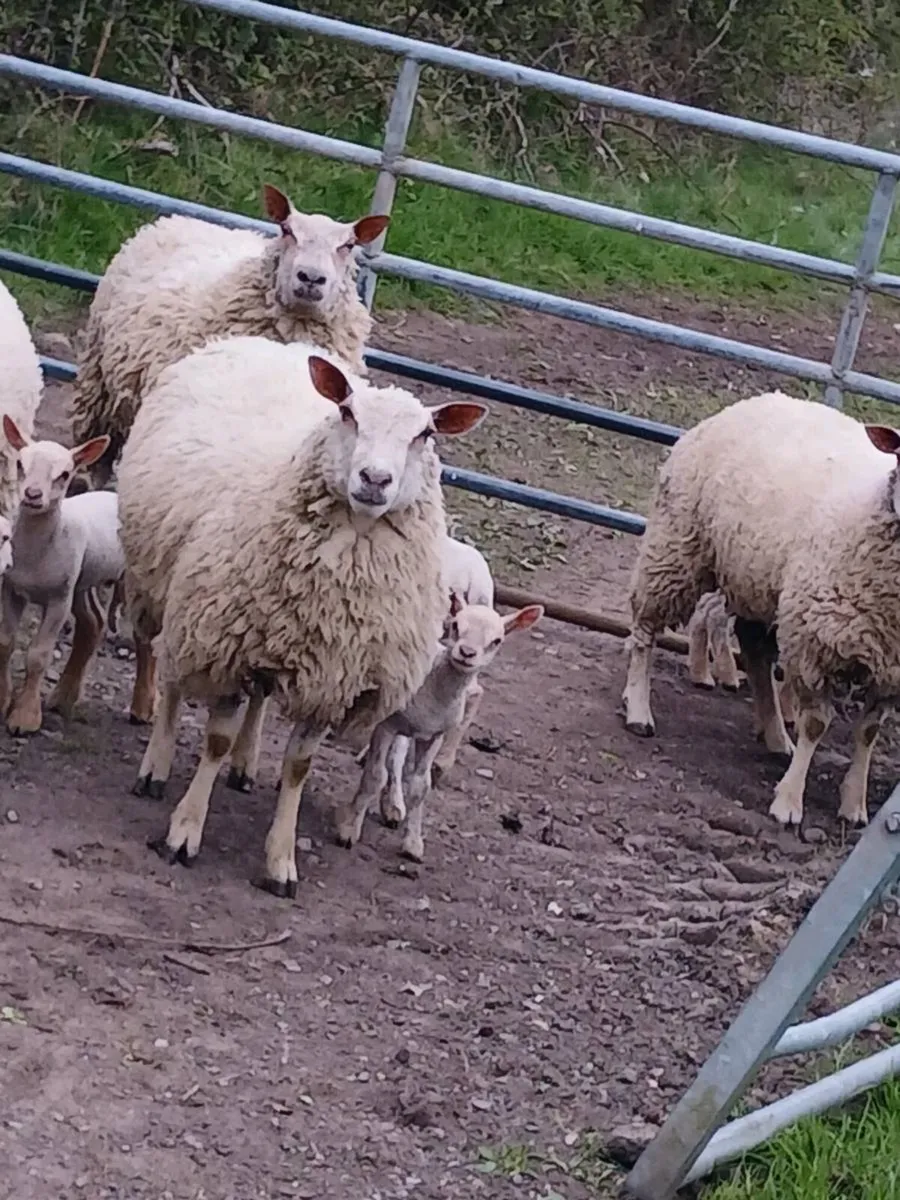 4 ch hoggets 5 lambs - Image 4