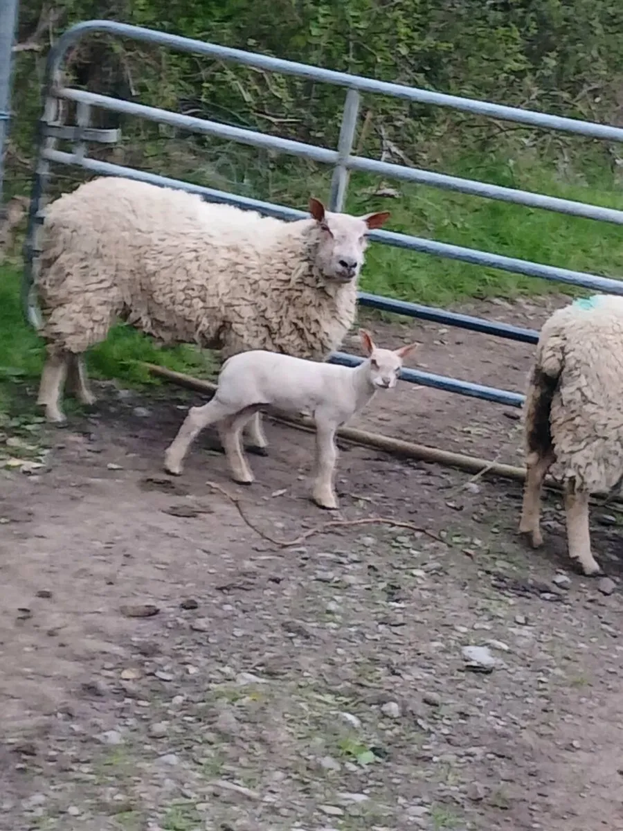4 ch hoggets 5 lambs - Image 1