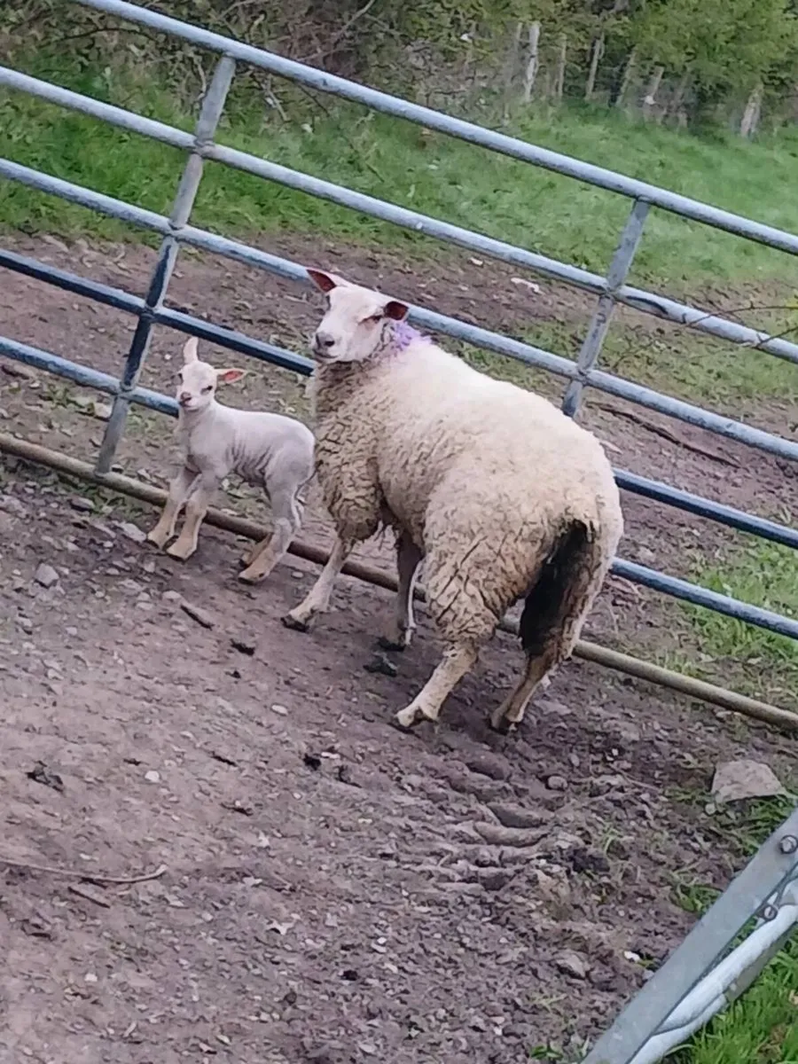 4 ch hoggets 5 lambs - Image 2