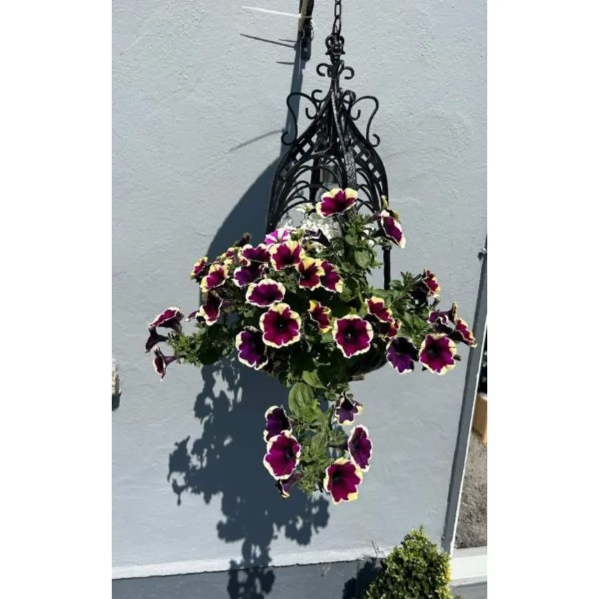 Ornate Hanging Basket - Image 2