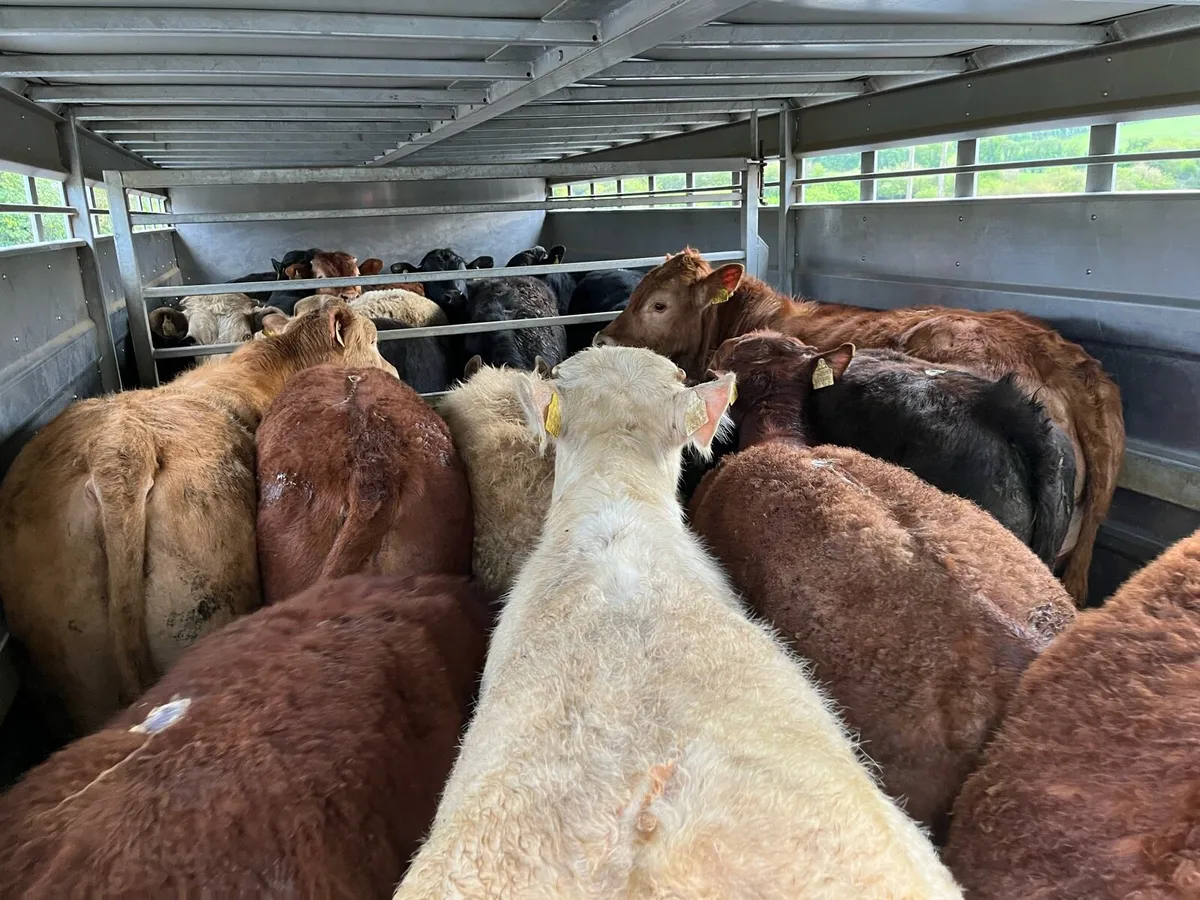 30 Fresh Weanlings @ Parkmore Weanling Farm - Image 1