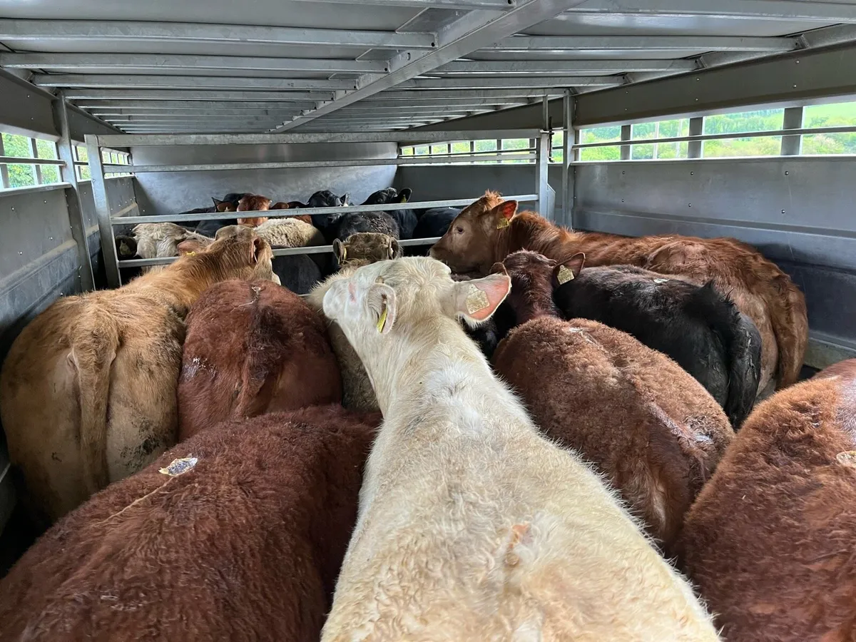 30 Fresh Weanlings @ Parkmore Weanling Farm - Image 2