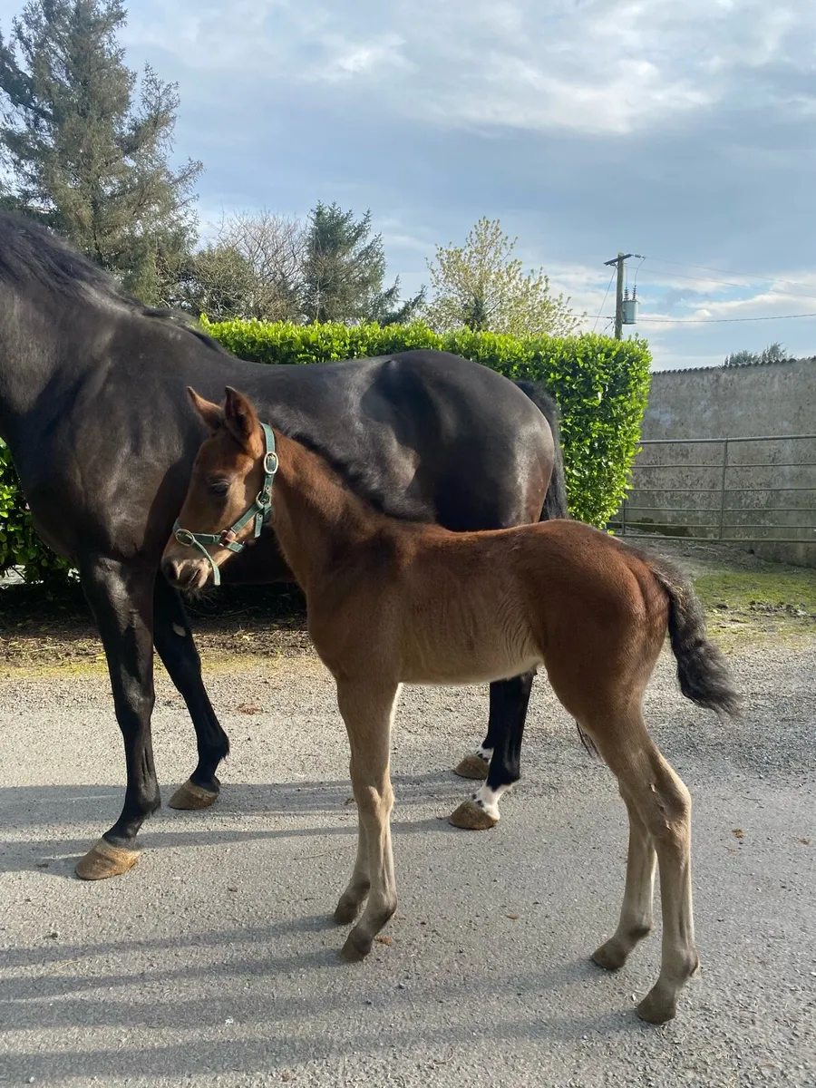 Castleforbes lord lancer mare X Langans OBOS foal - Image 3