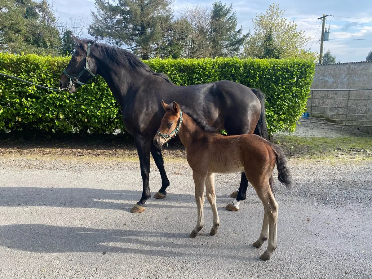 Castleforbes lord lancer mare X Langans OBOS foal - Image 1