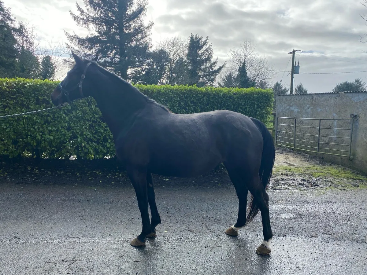 Castleforbes lord lancer mare X Langans OBOS foal - Image 4