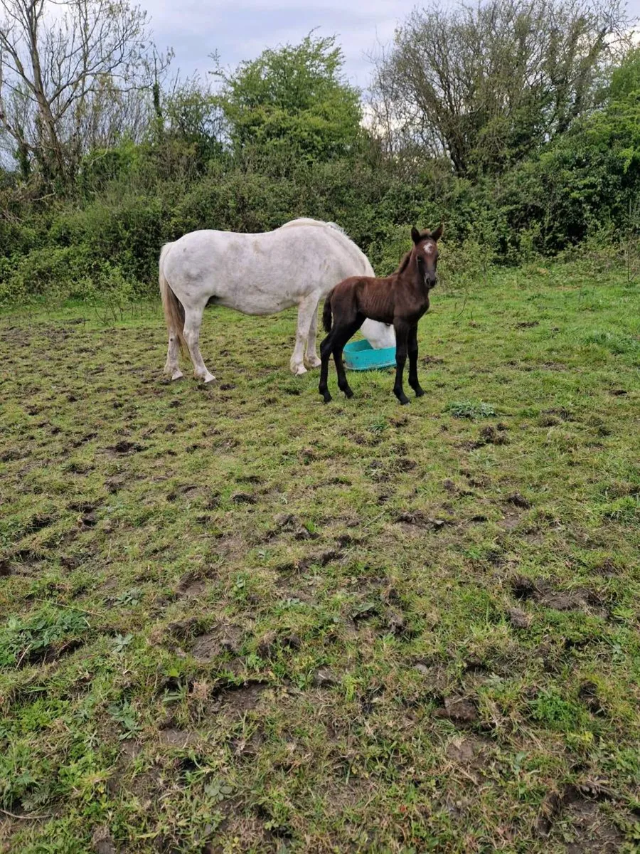 Connemara mare - Image 1