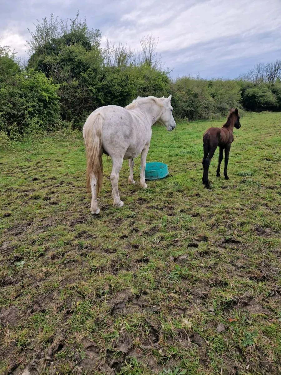 Connemara mare - Image 2