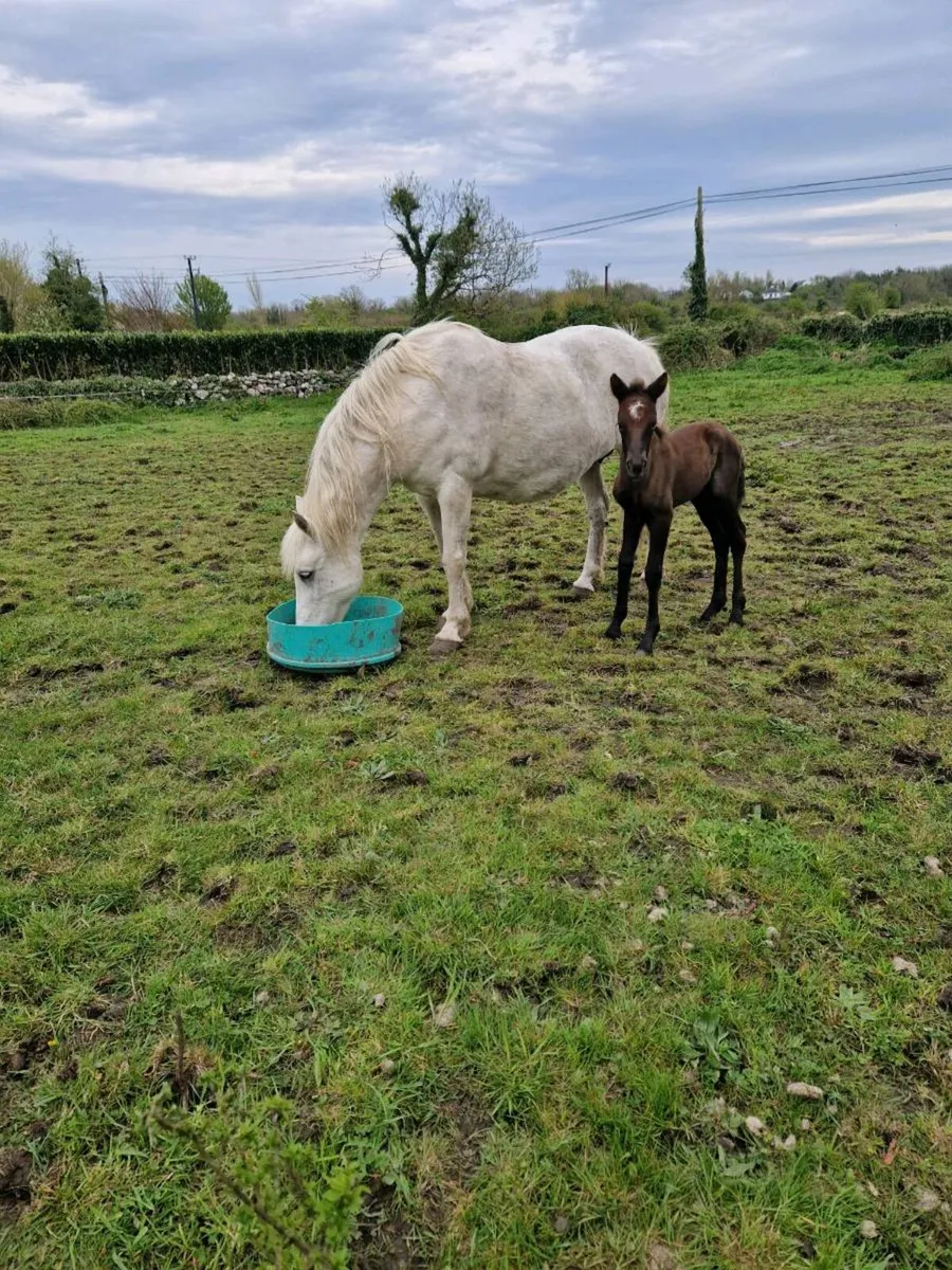 Connemara mare - Image 3