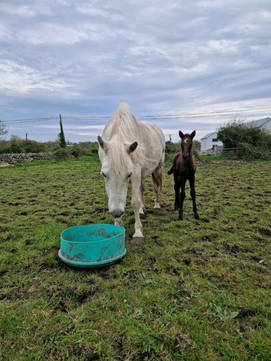 Connemara mare - Image 4