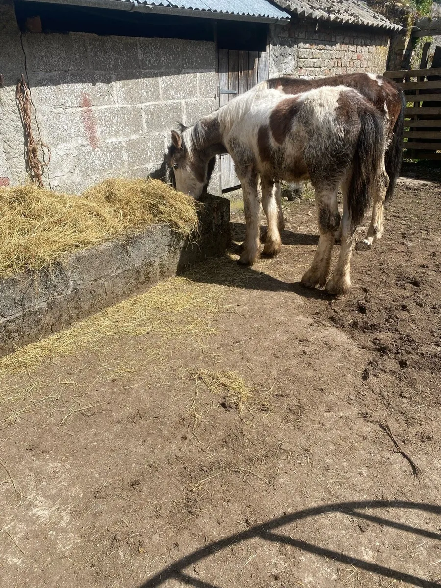 Half bred colt - Image 4