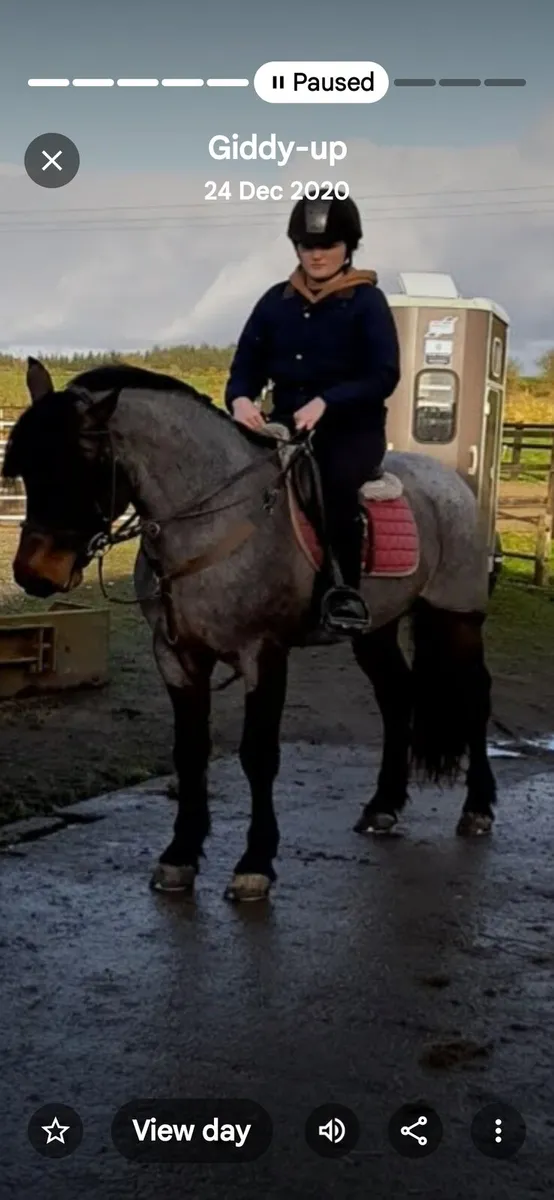 Connemara Performance Stallion - Image 1