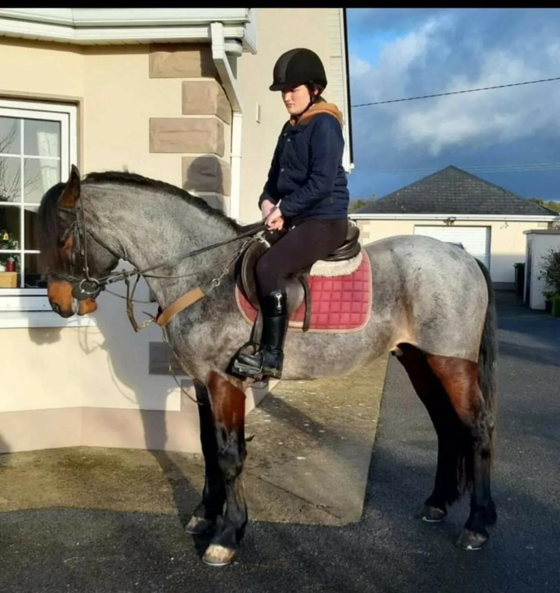 Connemara Performance Stallion - Image 2