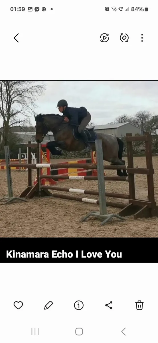 Connemara Performance Stallion - Image 4