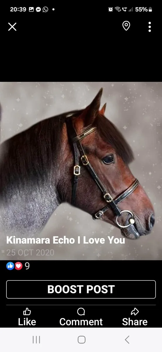 Connemara Performance Stallion - Image 3