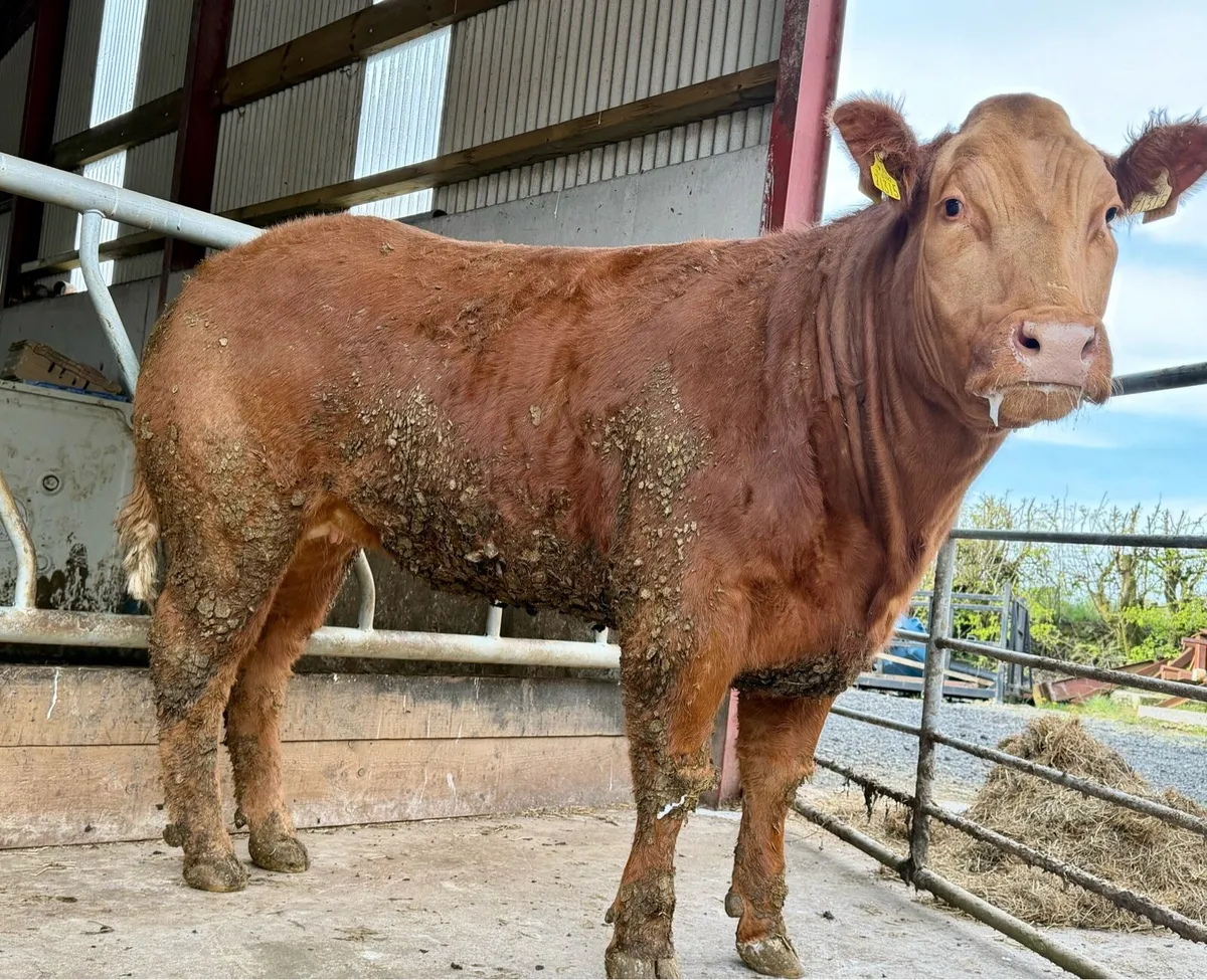 Breeding heifer - Image 1
