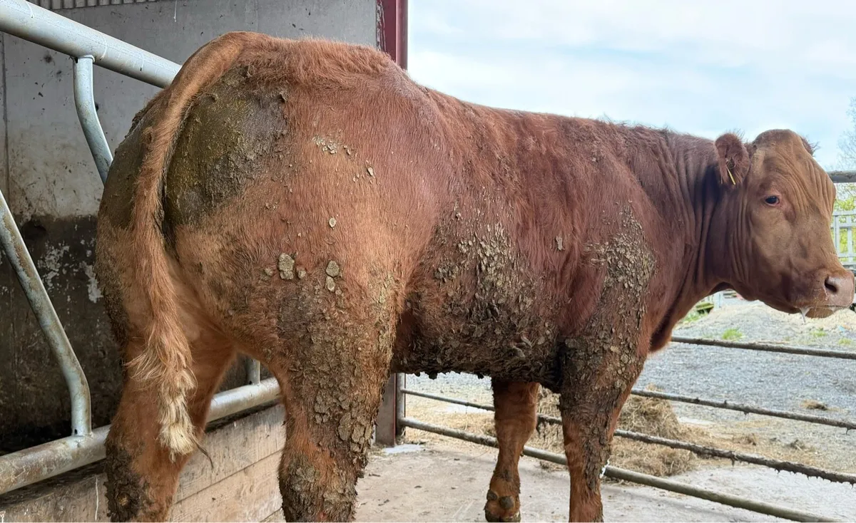 Breeding heifer - Image 2