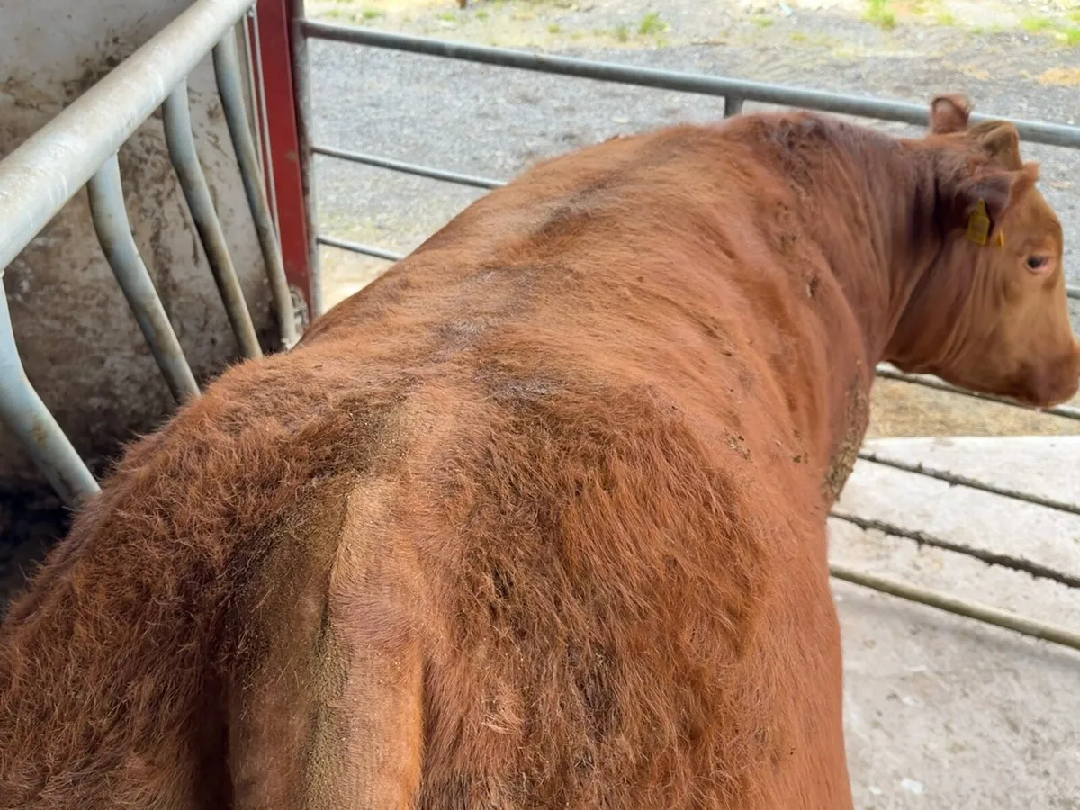 Breeding heifer - Image 3