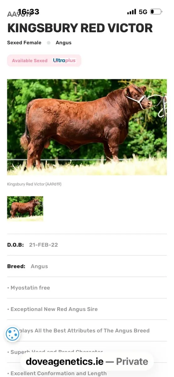 Red Aberdeen Angus bull - Image 2