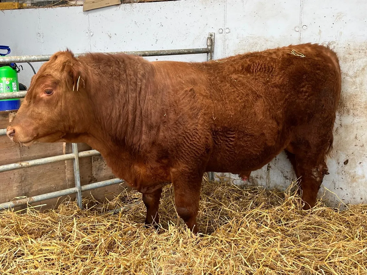Red Aberdeen Angus bull - Image 1