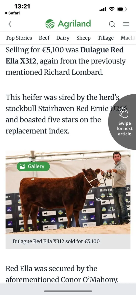 Red Aberdeen Angus bull - Image 3