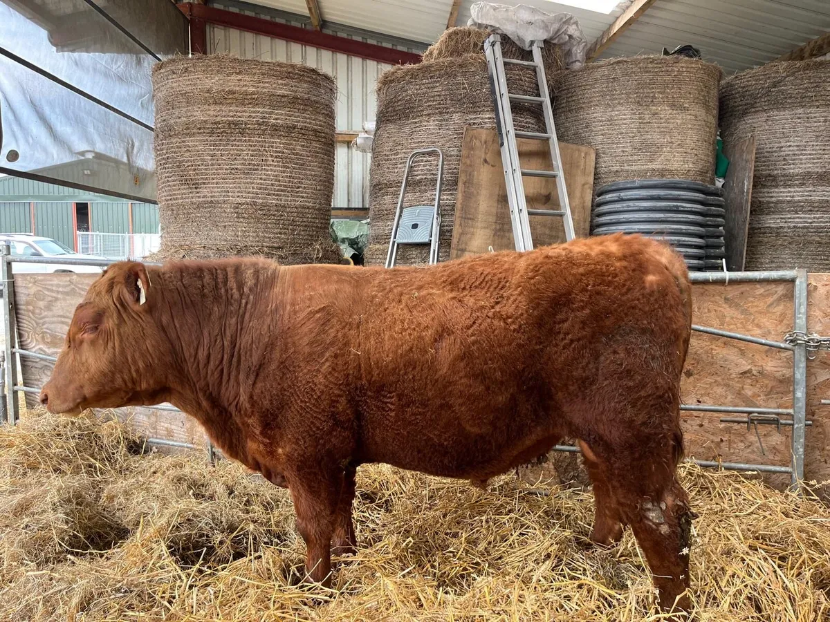 Red Aberdeen Angus bull - Image 4