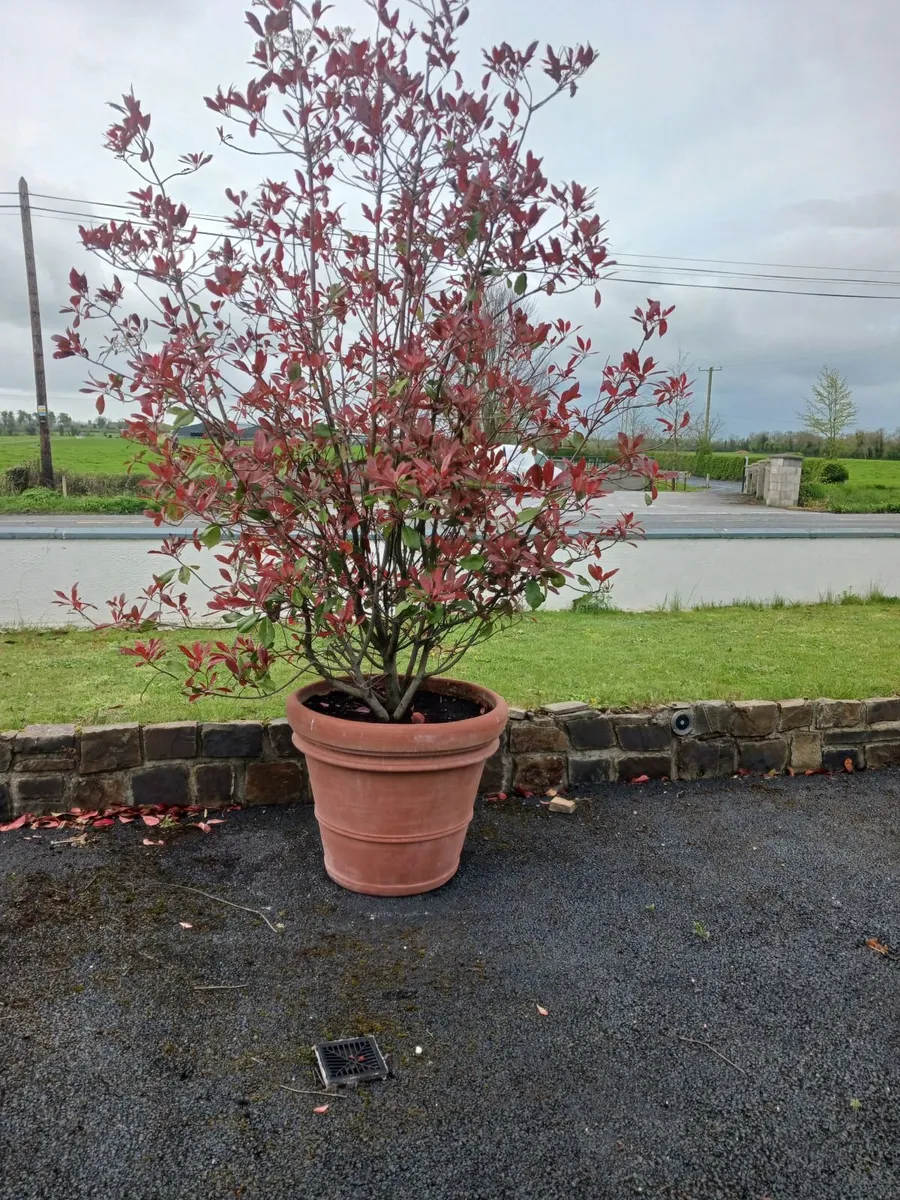 Large Terracotta plant pot with plant - Image 1