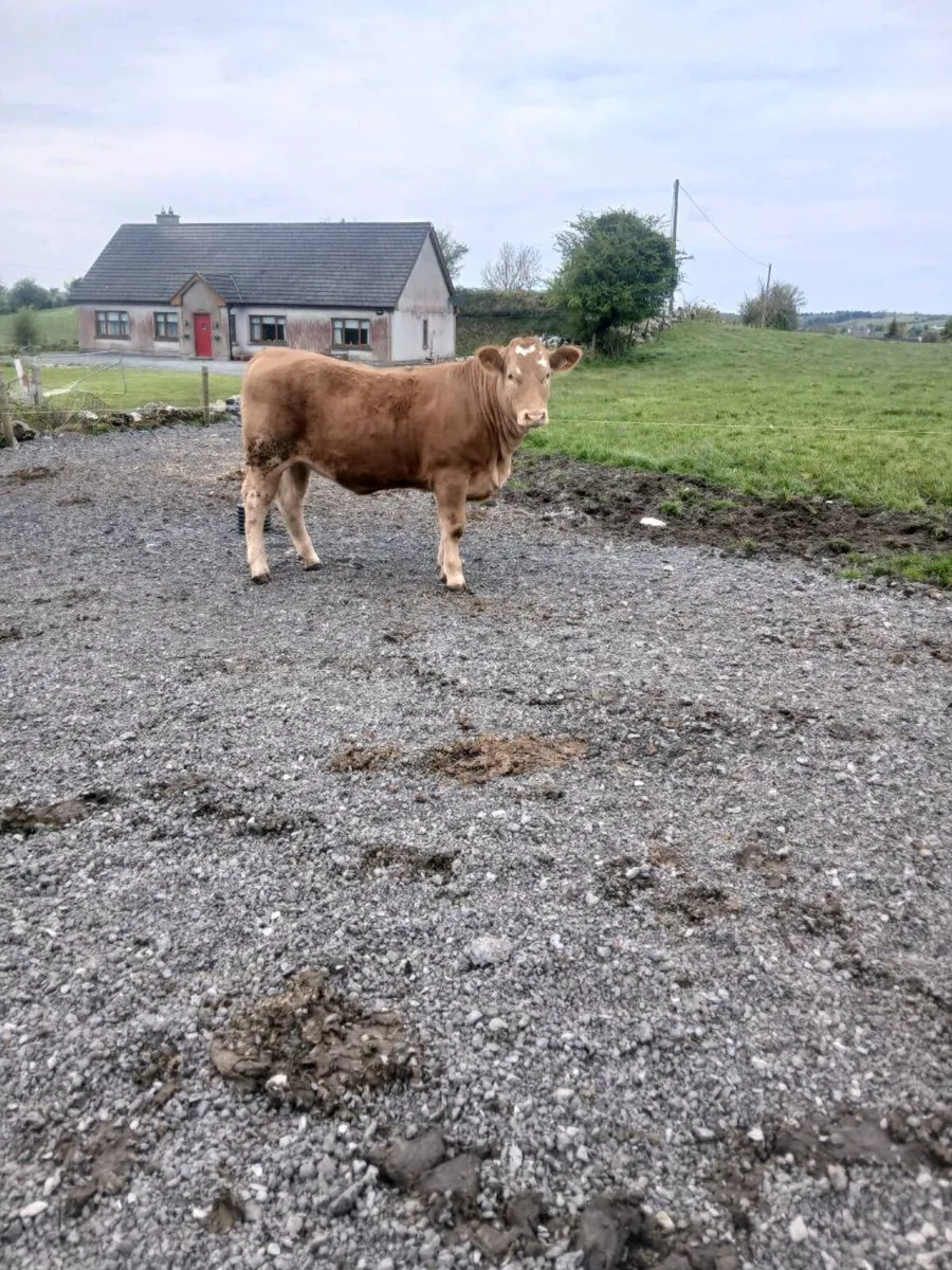 Breeding heifer - Image 1
