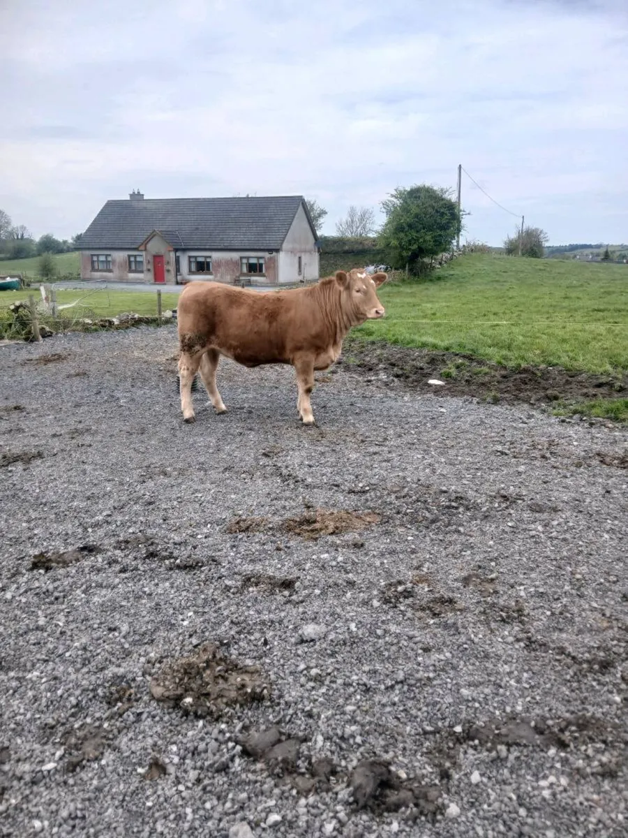 Breeding heifer - Image 2