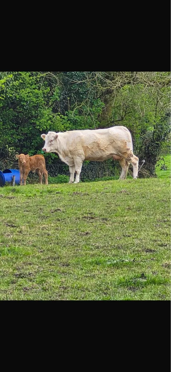 Chx cow and lmx - Image 1