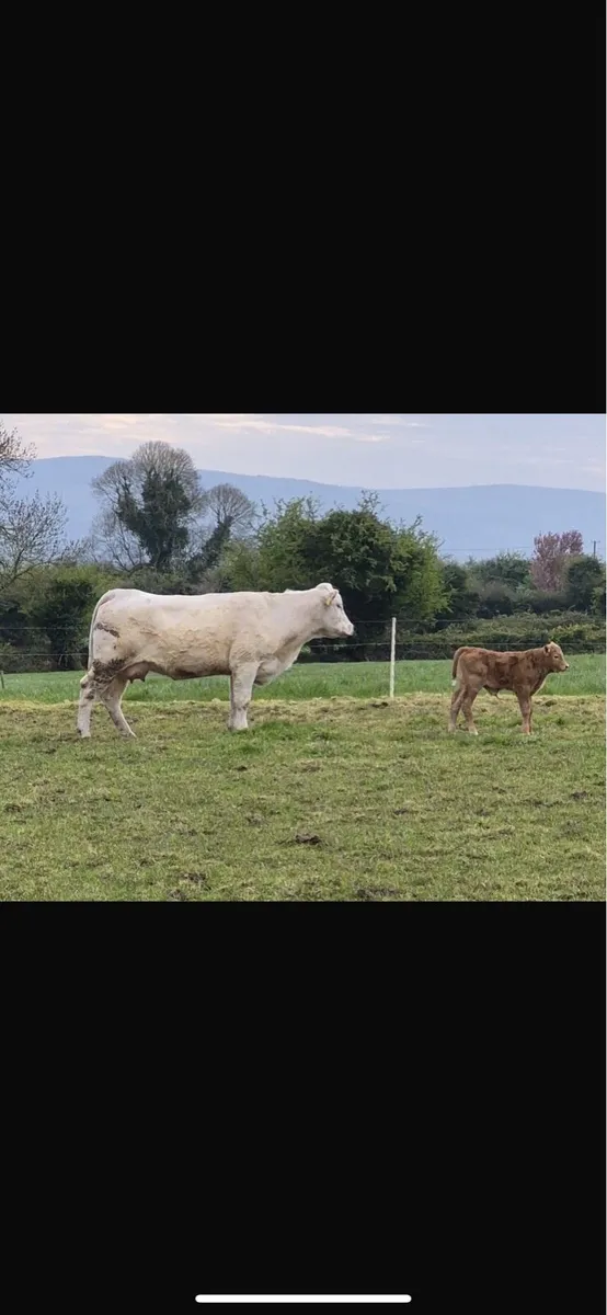 Chx cow and lmx - Image 2