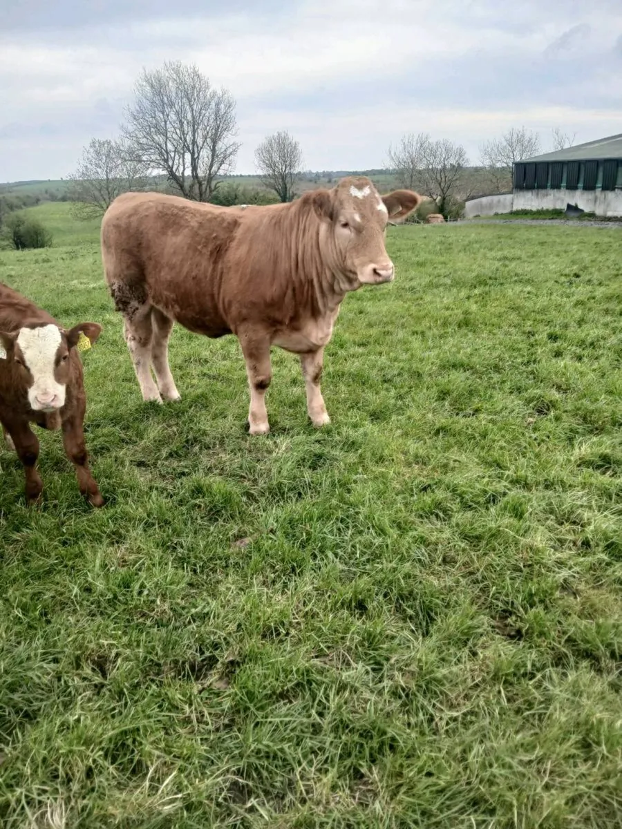 Breeding heifer - Image 3
