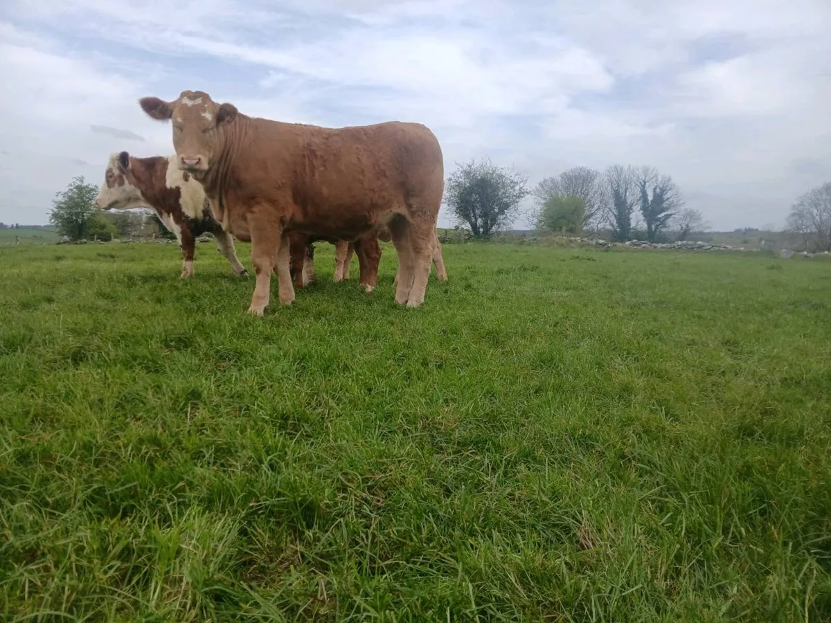 Breeding heifer - Image 4