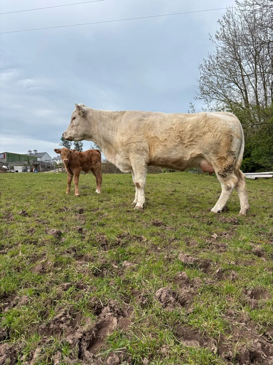 Chx cow and lmx - Image 3