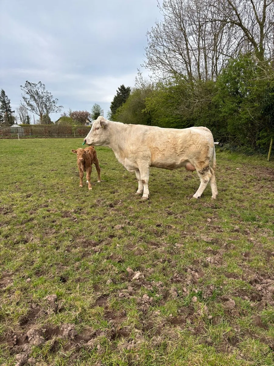 Chx cow and lmx - Image 4