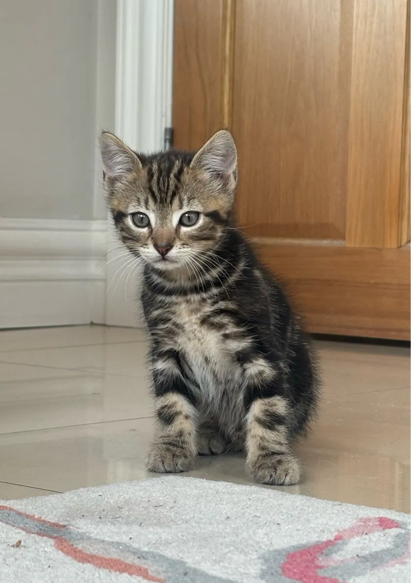 Beautiful kittens *can deliver* - Image 1