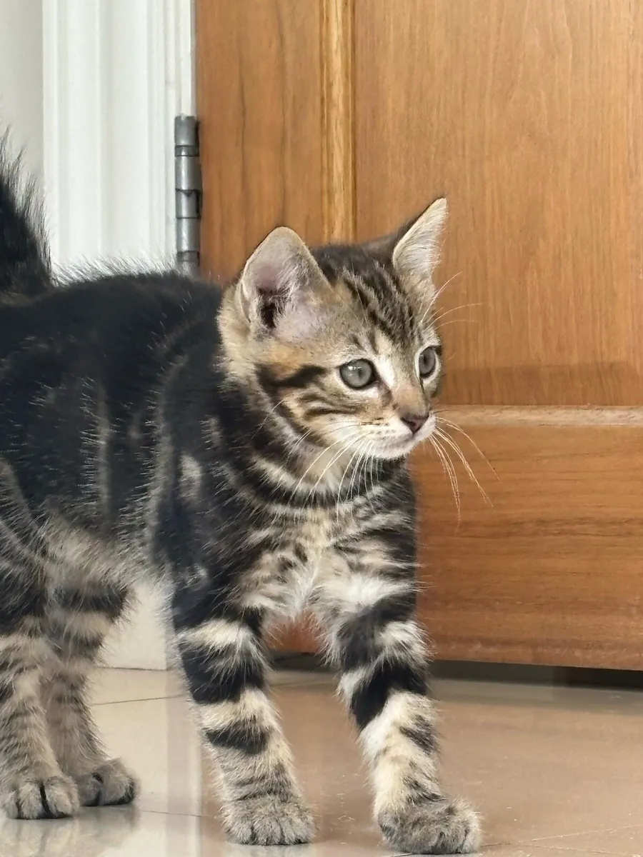 Beautiful kittens *can deliver* - Image 2