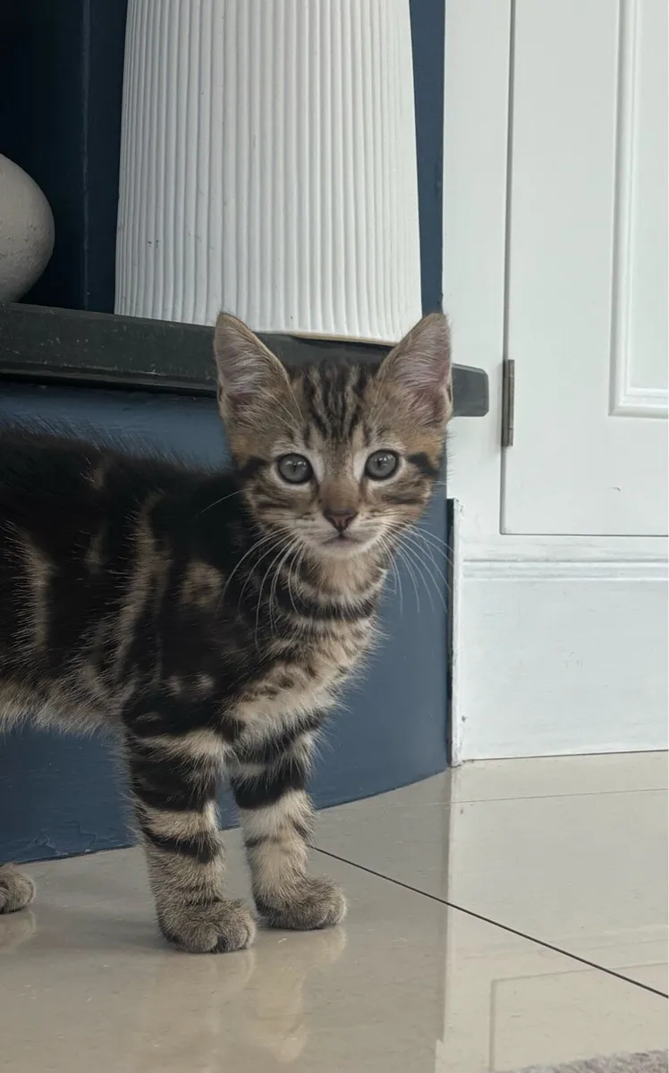 Beautiful kittens *can deliver* - Image 3