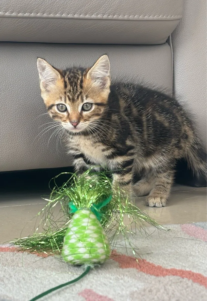 Beautiful kittens *can deliver* - Image 4