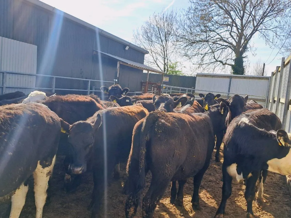 30 Hereford and Angus heifers 310KGS - Image 2