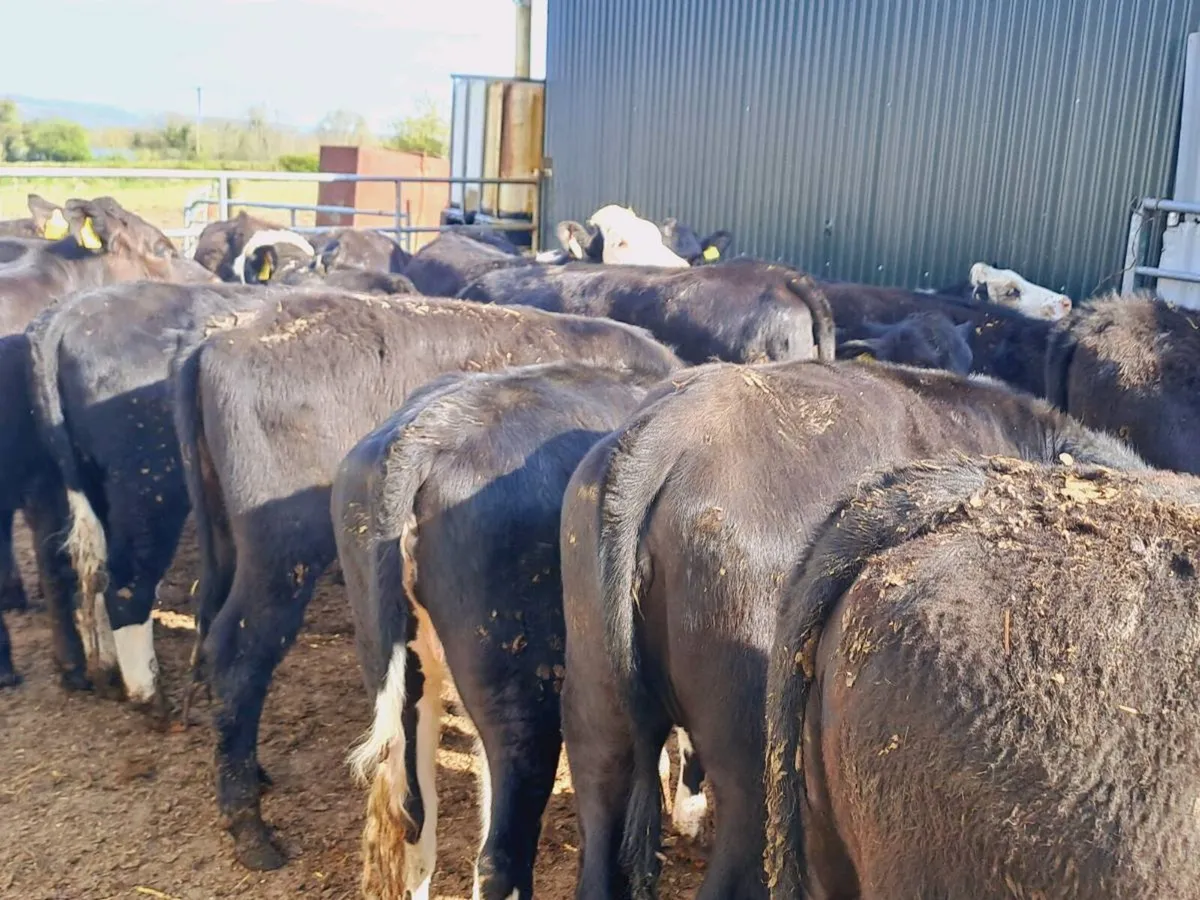 30 Hereford and Angus heifers 310KGS - Image 3