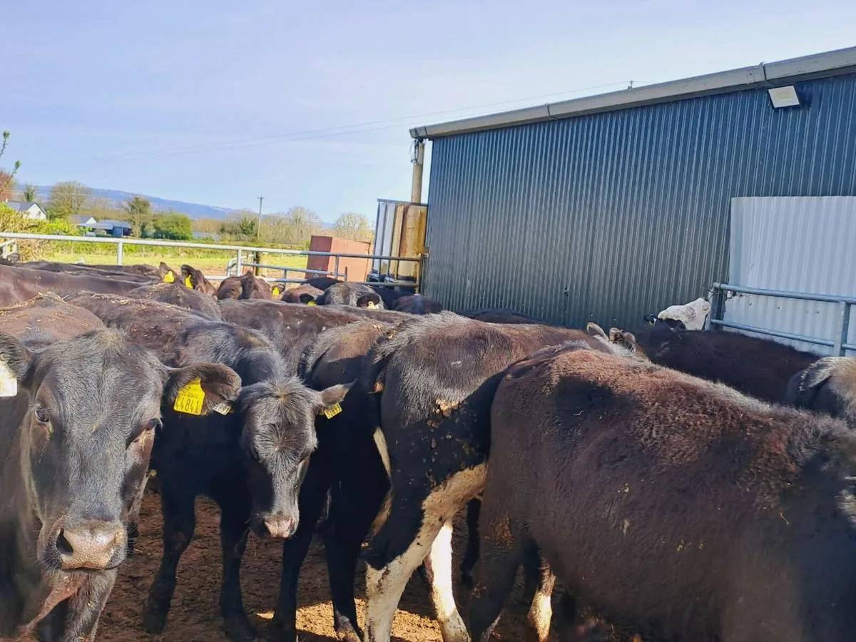 30 Hereford and Angus heifers 310KGS - Image 4