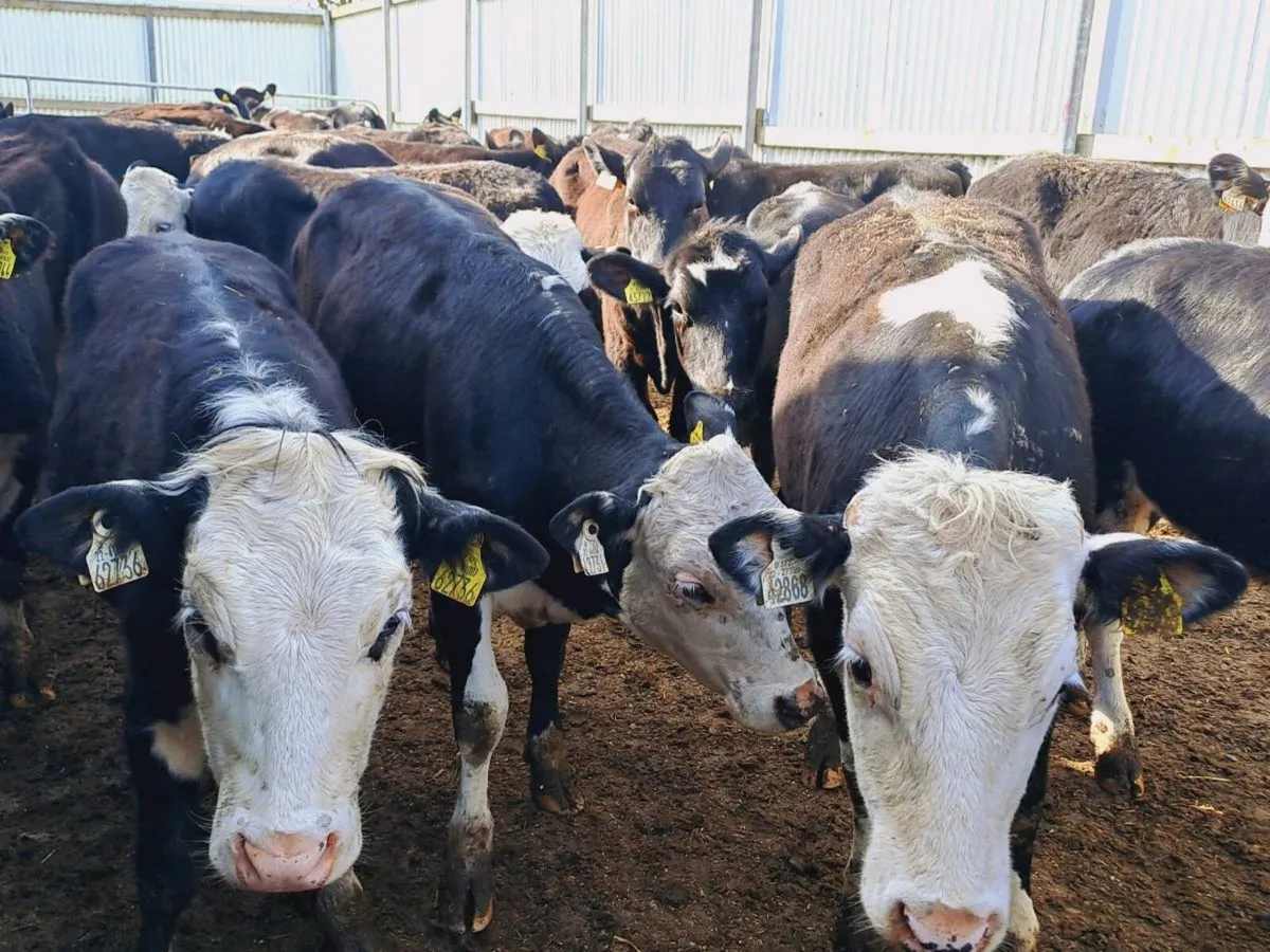 30 Hereford and Angus heifers 310KGS - Image 1