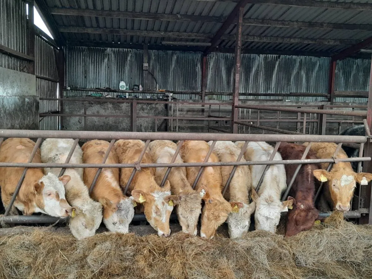 10 Smashing Charlaois bullocks - Image 1