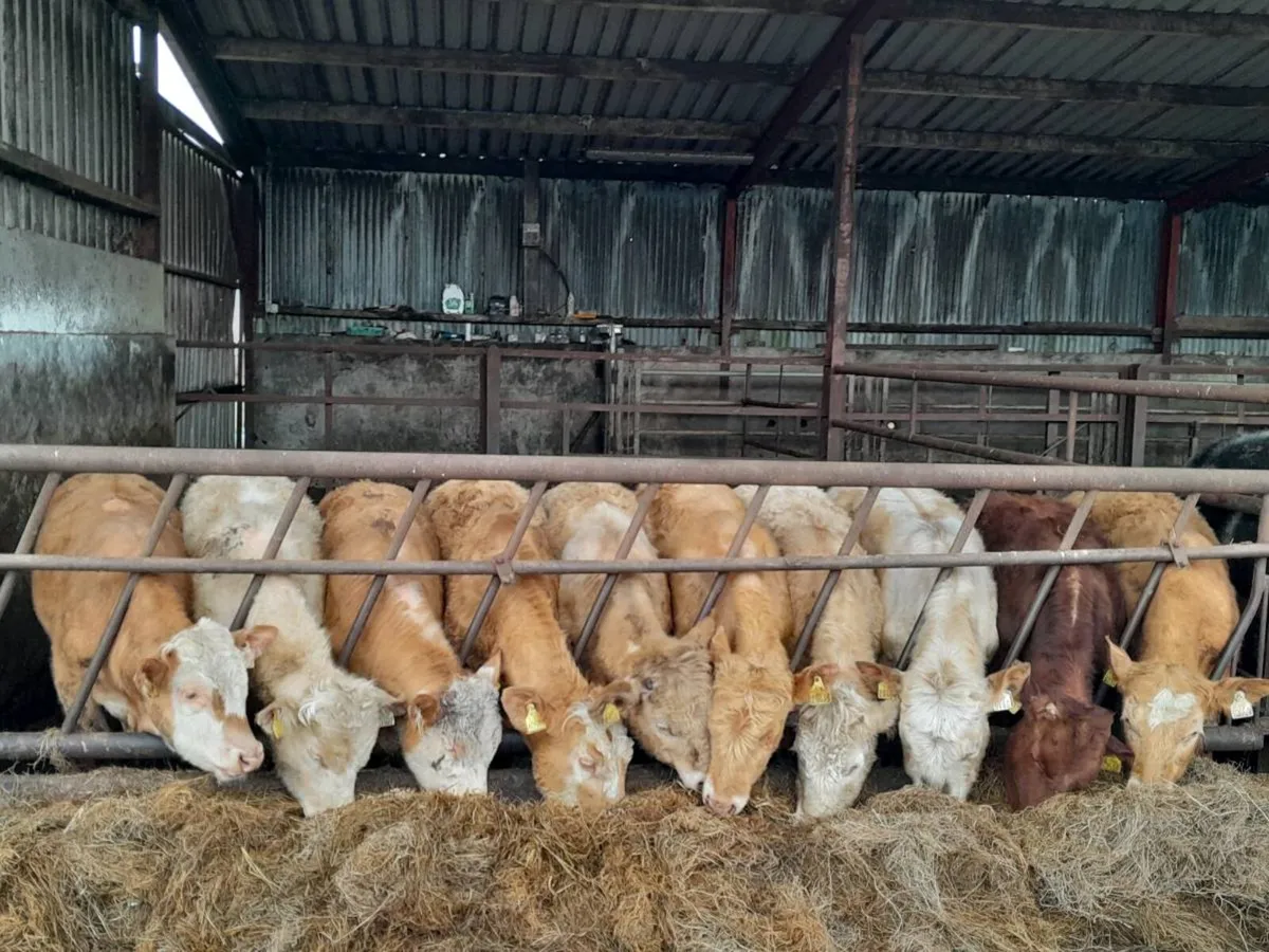 10 Smashing Charlaois bullocks - Image 2