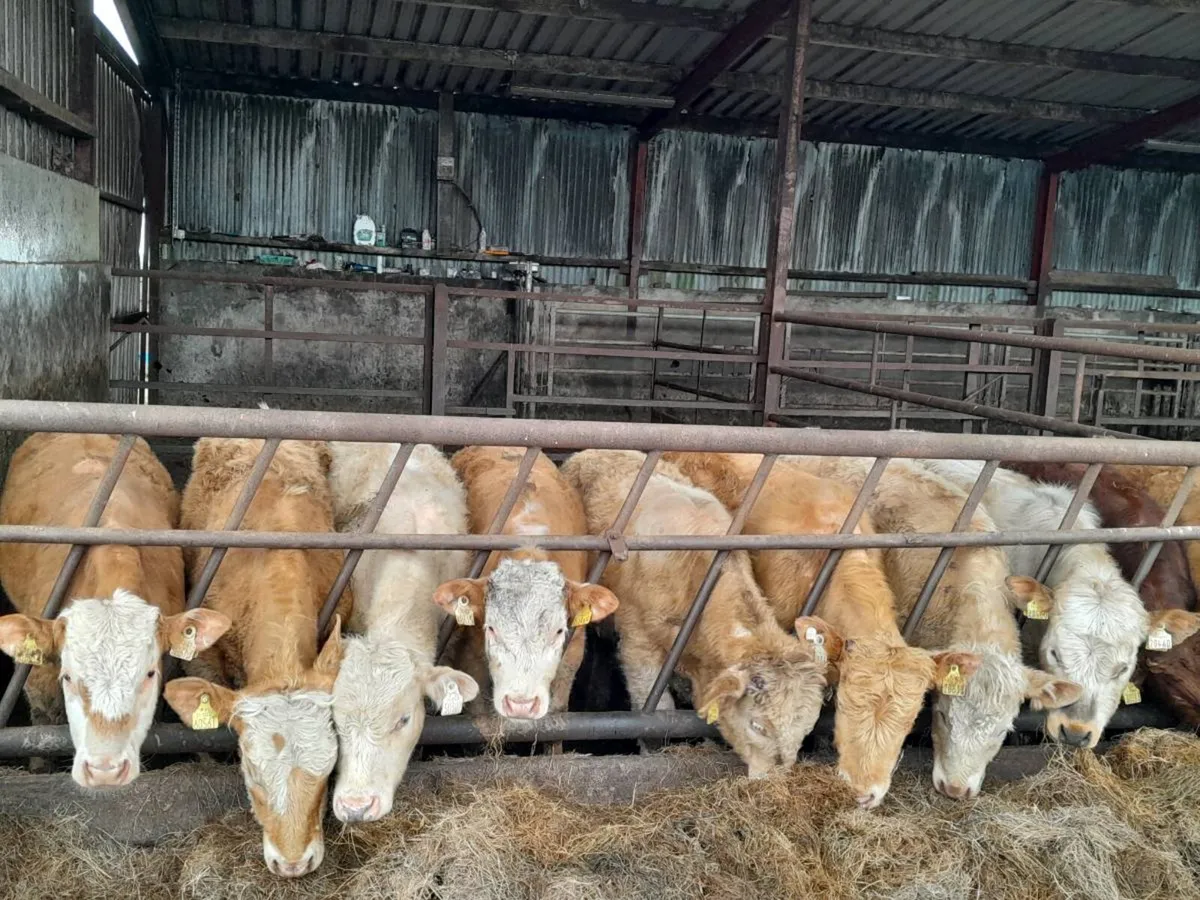 10 Smashing Charlaois bullocks - Image 3