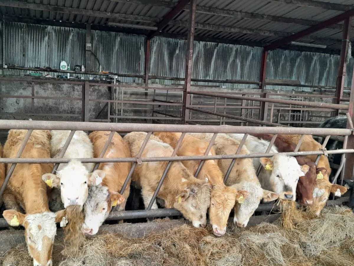 10 Smashing Charlaois bullocks - Image 4