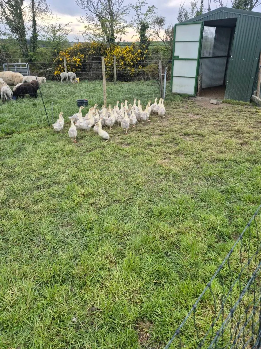 Goslings and Laying  Hens For Sale - Image 1
